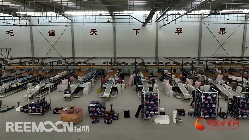 “這個(gè)綠萌‘呵福式’智能四通道一體自動(dòng)化分揀包裝生產(chǎn)線剛安裝上就投入使用，高效便捷。幫我們完成對(duì)尼泊爾出口的300噸蘋(píng)果分揀包裝?！膘o寧蘋(píng)果產(chǎn)地冷鏈物流園運(yùn)營(yíng)團(tuán)隊(duì)負(fù)責(zé)人孫杰錕在剛剛建成投入使用的分選車間邊忙向記者解說(shuō)。“目前就分揀車間創(chuàng)造就業(yè)崗位三百多個(gè)，其中包裝工約300人、檢果工50人、裝卸工20人，為周